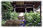 あじさい寺